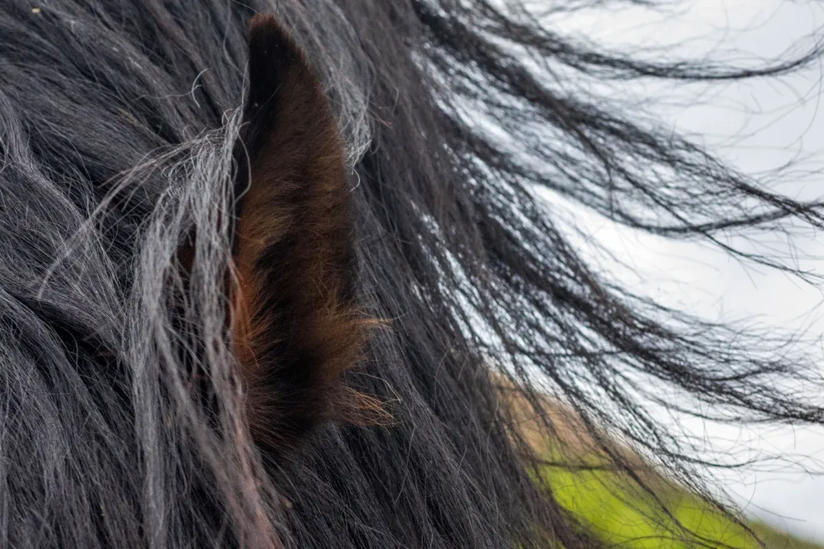 A close up of a horse's ear and mane blowing in the wind. The photo was taken outside De Rust in South Africa.